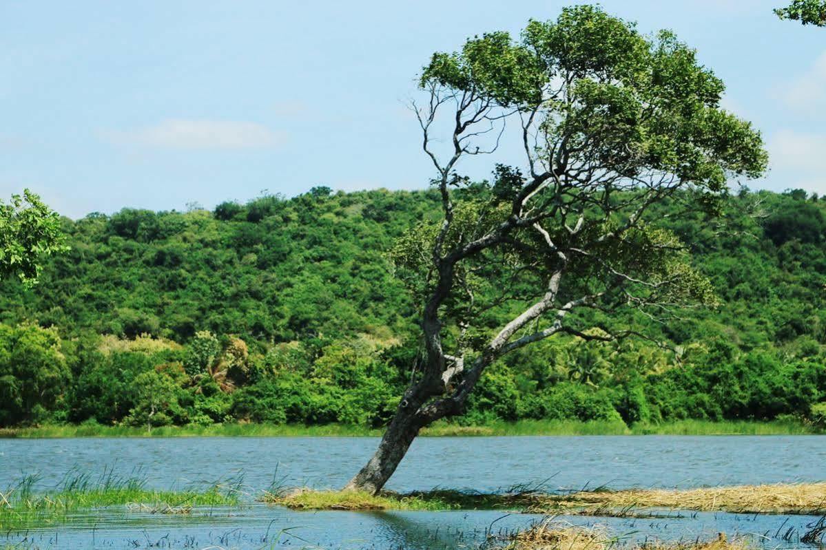 Athena Lake By Seedevi Dambulla Zewnętrze zdjęcie